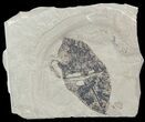 Leguminosites Fossil Leaf - Green River Formation #45646-1